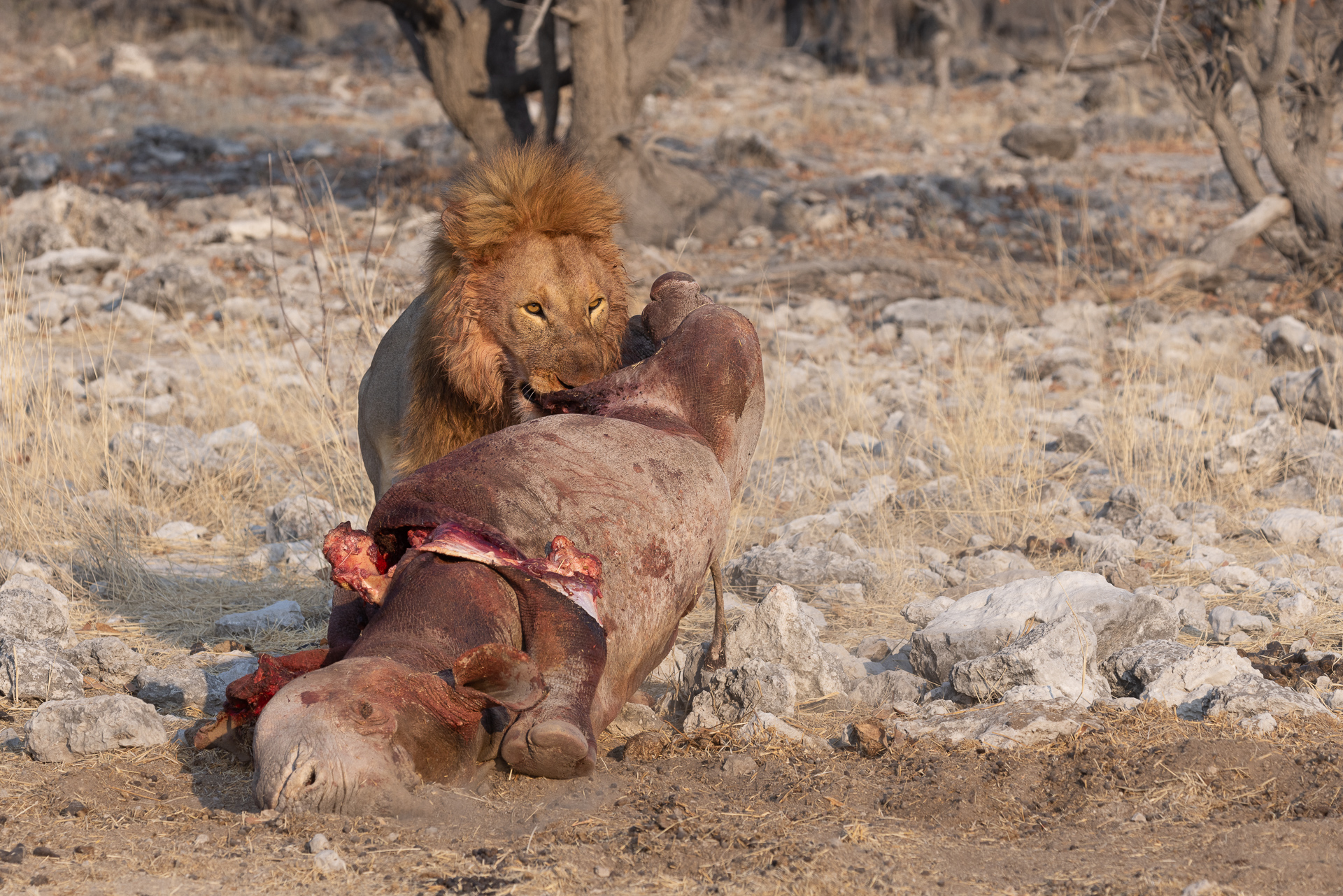Lion with a Rhino kill, Etosha National Park, Namibia
