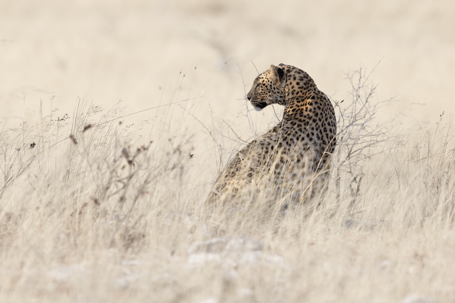 Leopard, Etosha National Park, Namibia