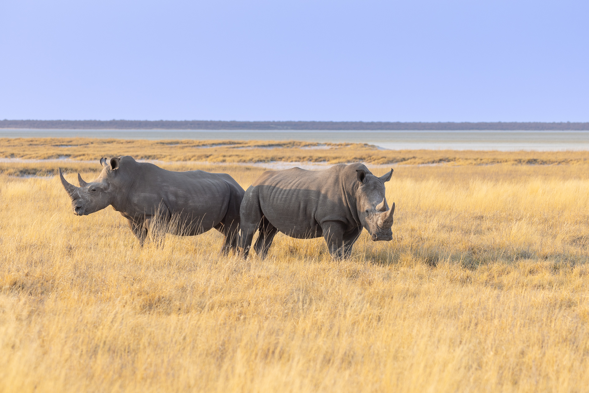 White Rhino, Etosha National Park, Namibia