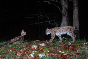 European Lynx, camera trap, Jura, Switzerland