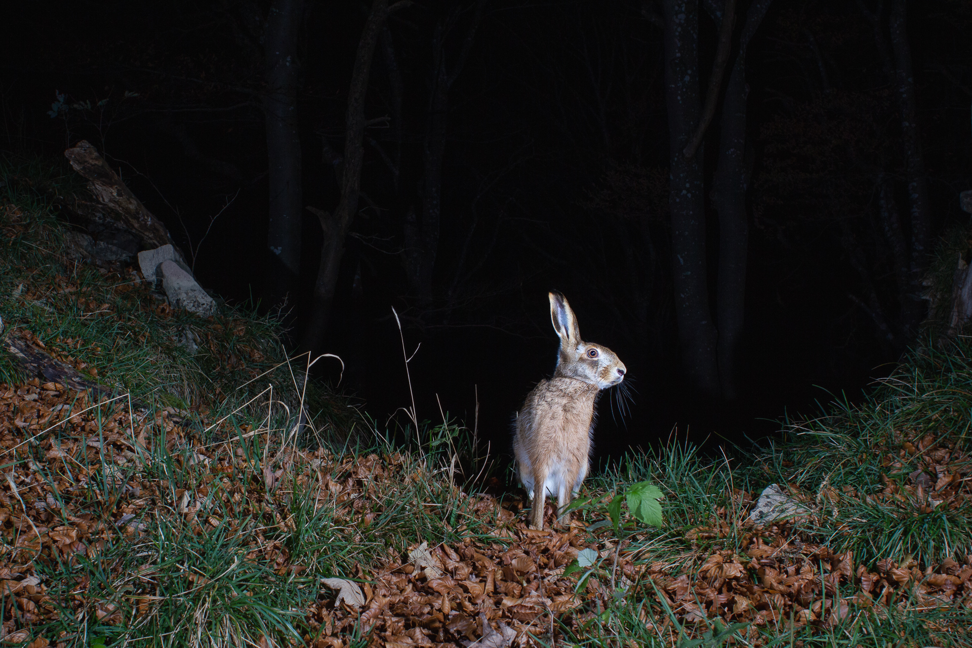 Brown Hare, camera trap, Switzerland