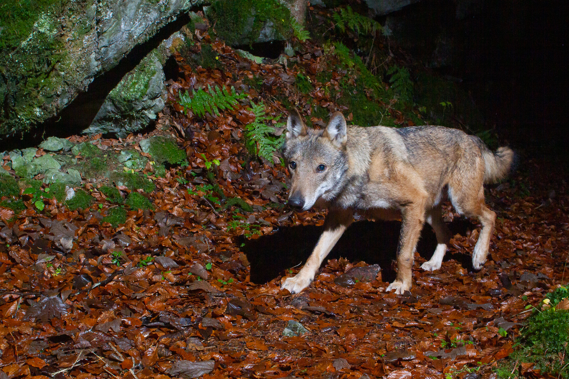 Eurasian Wolf, camera trap, Glarnerland, Switzerland