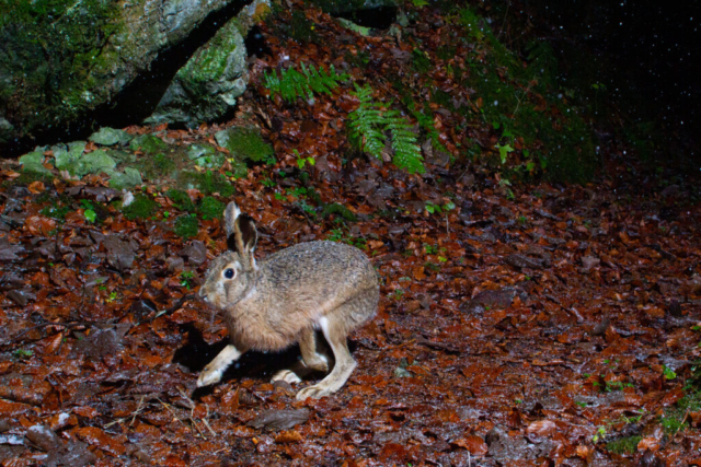 Brown Hare, camera trap, Glarnerland, Switzerland