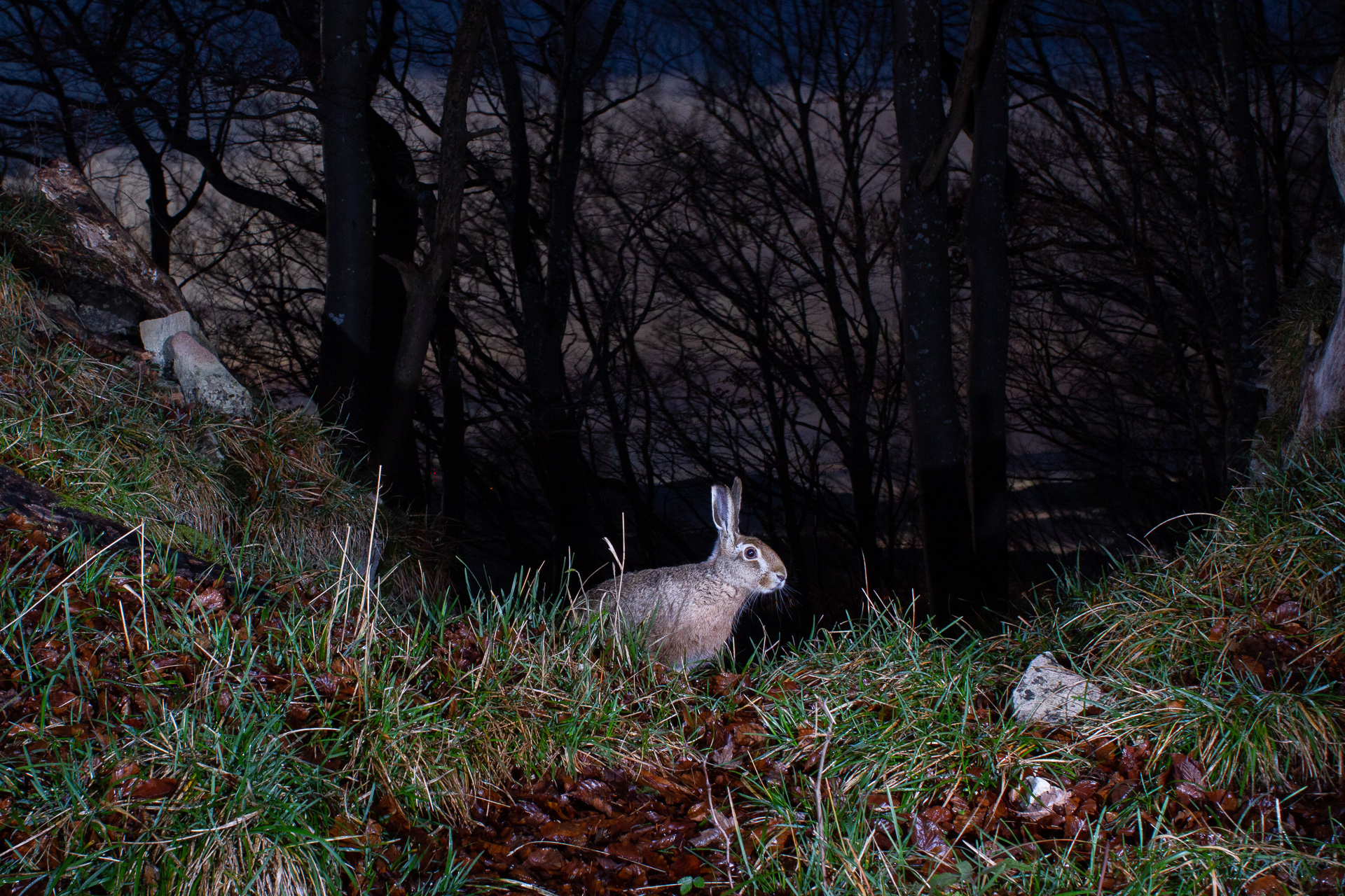 Brown hare, camera trap, Jura, Switzerland