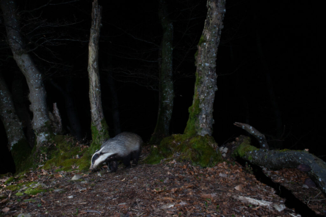 Eurasian Badger, camera trap, Jura, Switzerland