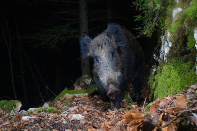 Wild boar, camera trap, Jura, Switzerland
