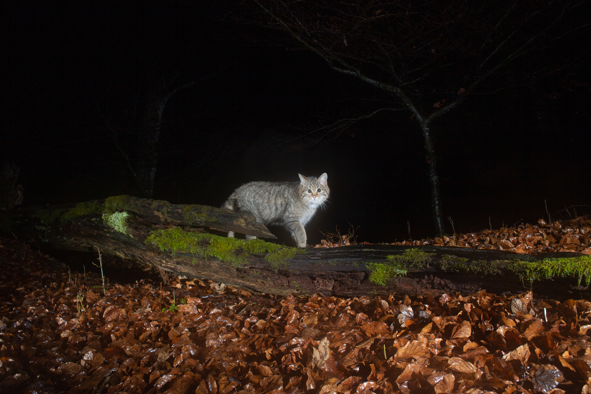 European Wildcat, camera trap, Jura, Switzerland