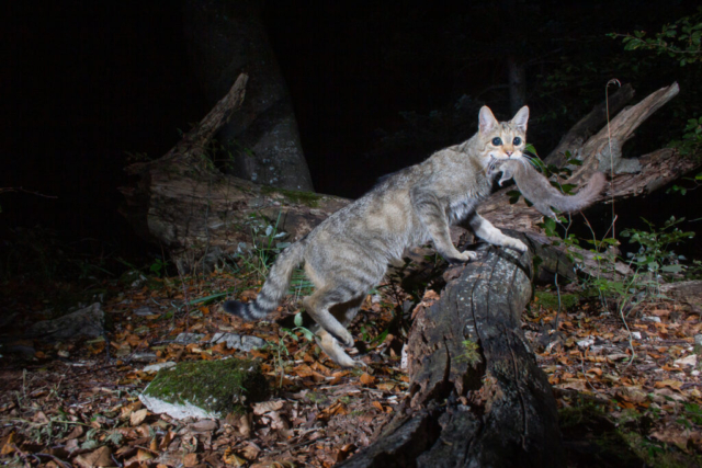 European Wildcat with Edible Dormouse, camera trap, Jura, Switzerland
