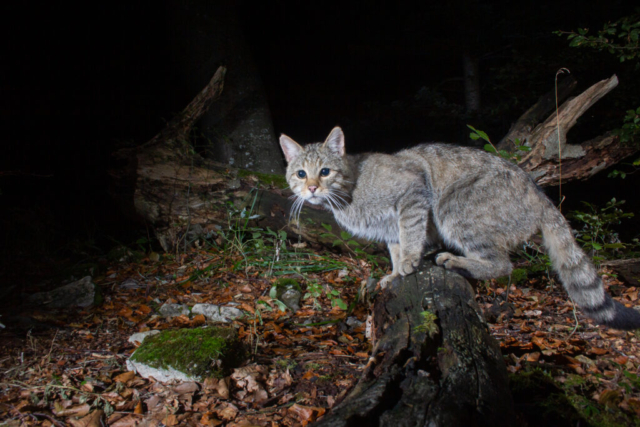 European Wildcat, camera trap, Jura, Switzerland