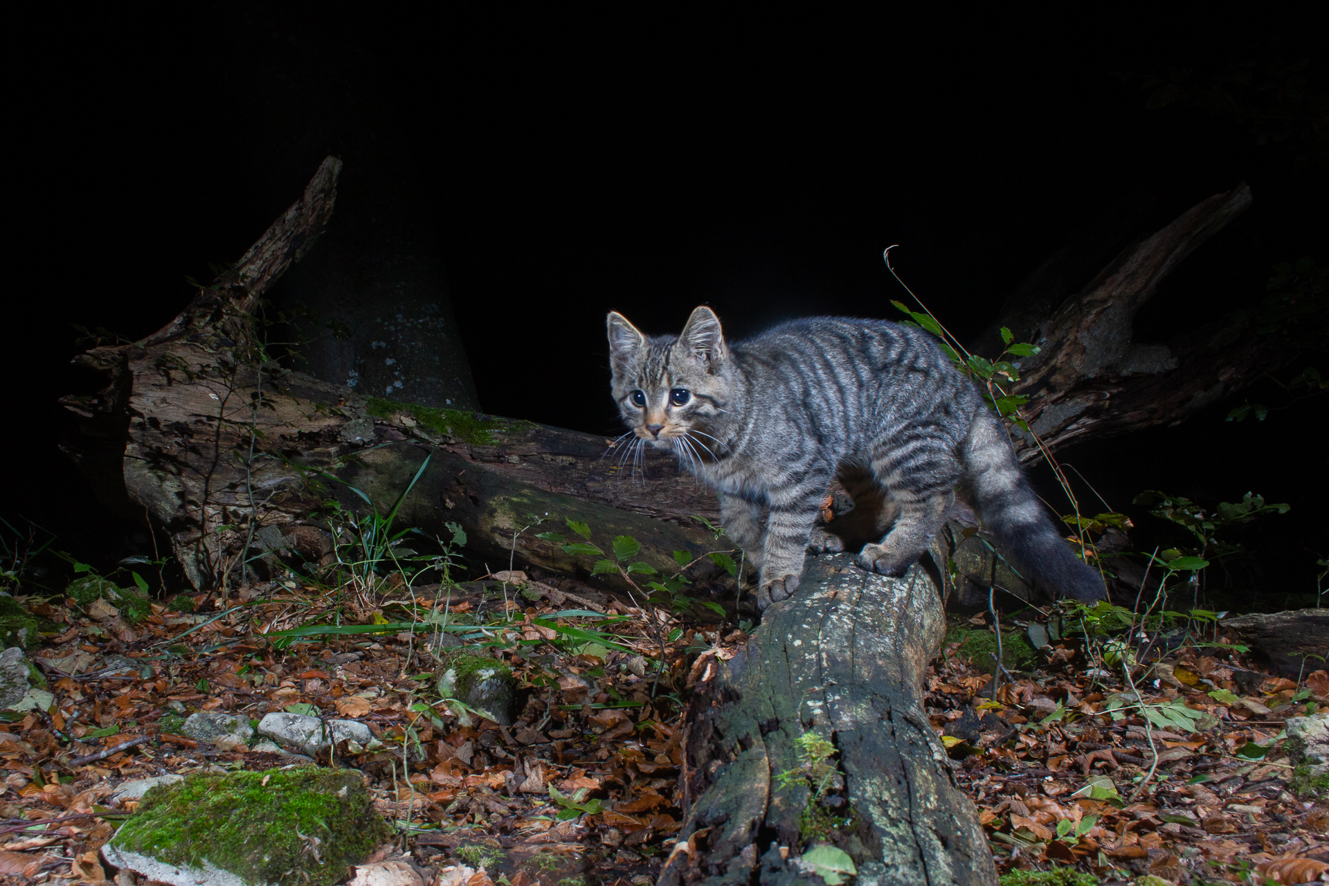 European Wildcat (Kitten), camera trap, Jura, Switzerland