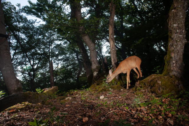 Roe deer, camera trap, Jura, Switzerland
