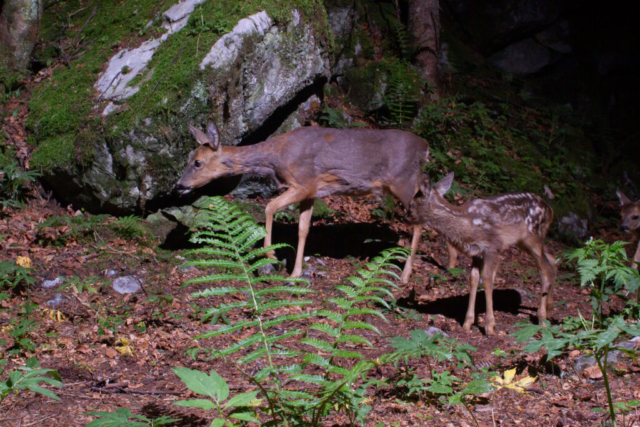 Roe deer with fawn, camera trap, Glarnerland, Switzerland