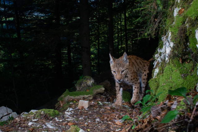European Lynx, camera trap, Jura, Switzerland