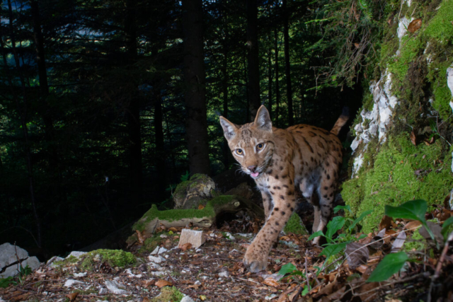 European Lynx, camera trap, Jura, Switzerland