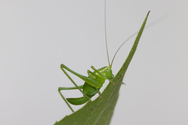 Grasshopper, Aargau, Switzerland