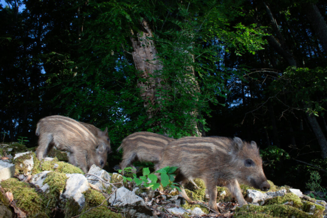 Wild boar offspring, camera trap, Jura, Switzerland