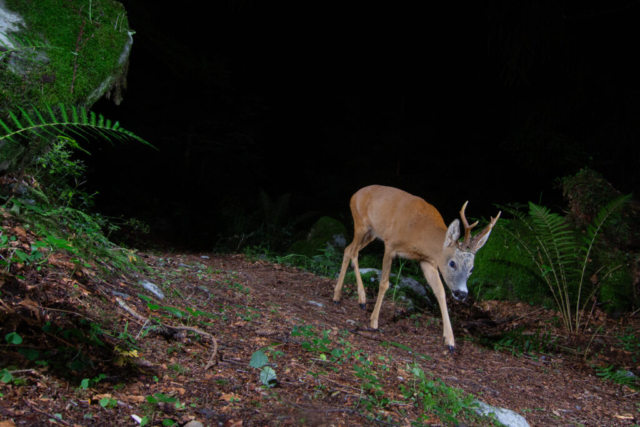 Roe deer, camera trap, Jura, Switzerland