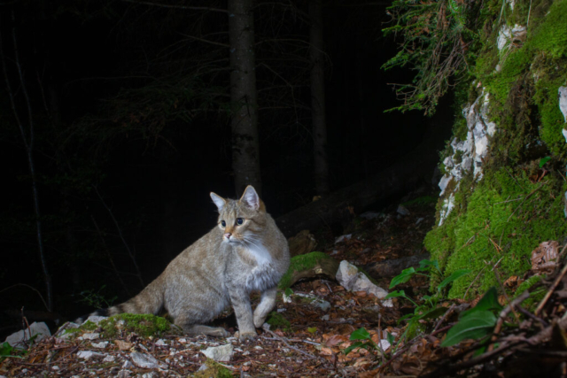 (phenotypic) European Wildcat, camera trap, Jura, Switzerland