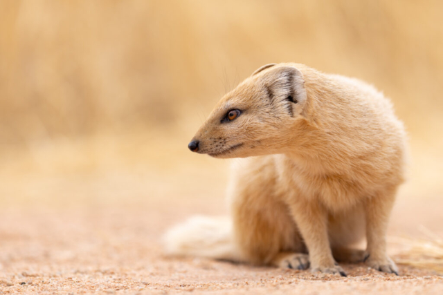Slender Mongoose, Namibia