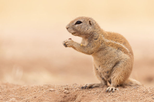 Cape ground squirrel, Namibia