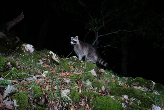 Common raccoon, , camera trap, Jura, Switzerland