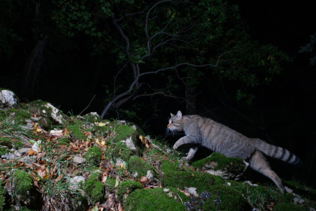Phenotypic European wildcat, camera trap, Jura, Switzerland