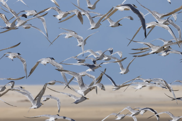 Swift terns, Wild Coast, South Africa