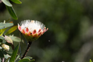Common Sugarbush (Protea), Drakensberg, South Africa