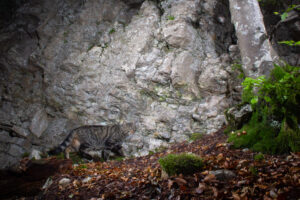 Wildcat, possible domestic cat (acc. B. Nussberger)