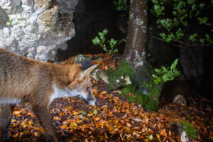 Red fox, camera trap, Jura, Switzerland