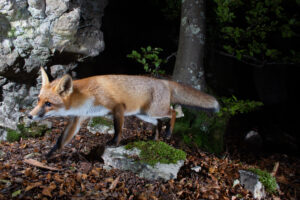 Red fox, camera trap, Jura, Switzerland