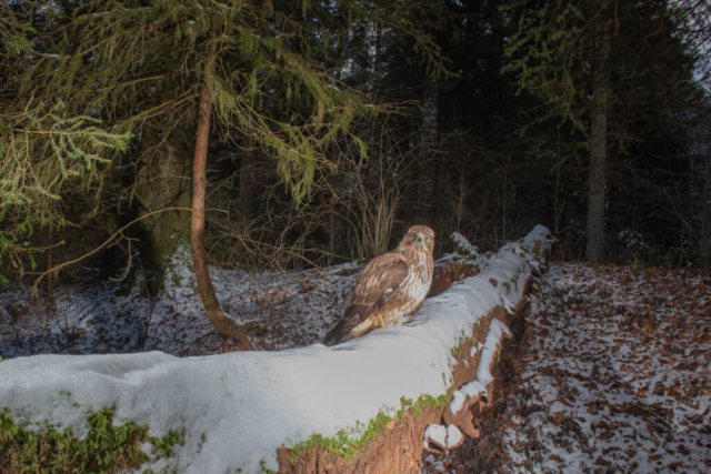 Common buzzard, camera trap, Aargau, Switzerland