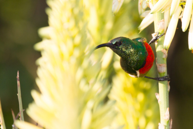 Double-collard sunbird, Gauteng, South Africa