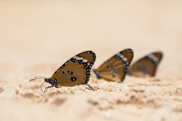 Monarch Butterfly, Kgalagadi National Park, South Africa