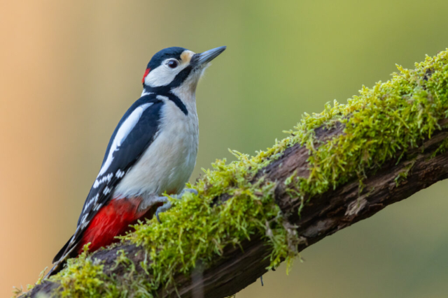 Great woodpecker (Buntspecht), Male, Niederrohrdorf, Switzerland