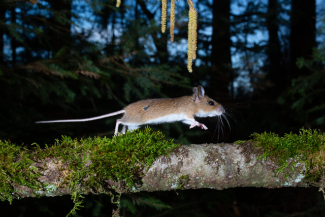 Wood mouse (Waldmaus), camera trap, Aargau, Switzerland