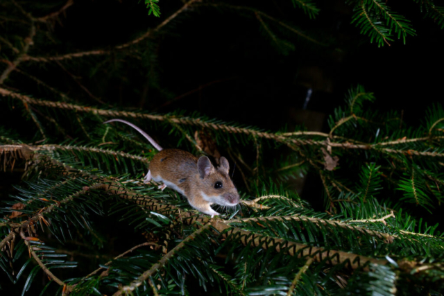 Wood Mouse (Waldmaus), camera trap, Aargau, Switzerland