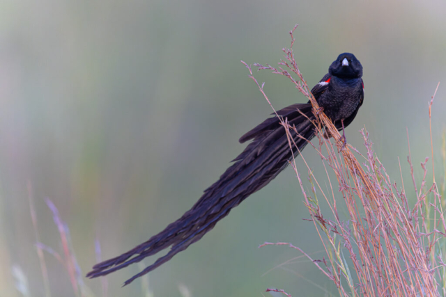 Long-tailed Widowbird (Hahnenschweifwida), Kwazulu Natal, South Africa