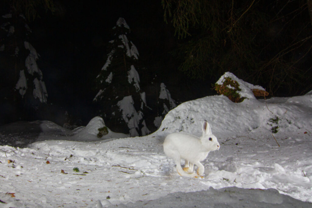 Alpine hare, camera trap, Alps, Switzerland