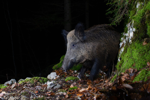 Wild boar (Wildschwein), camera trap, Jura, Switzerland