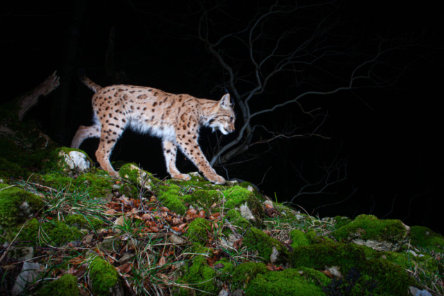 European Lynx (Europäischer Luchs), camera trap, Jura, Switzerland