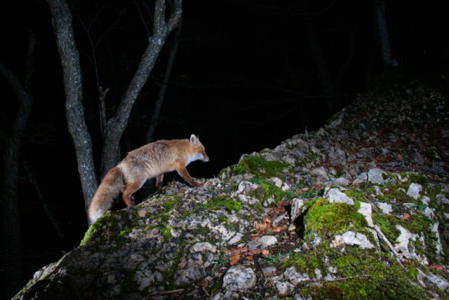 Red fox (Rotfuchs), camera trap, Jura, Switzerland