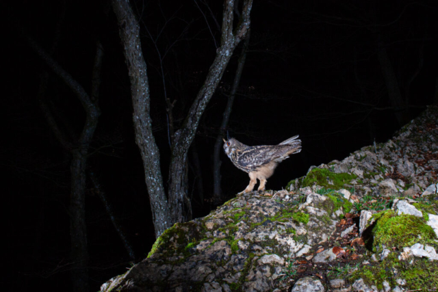 Eurasian Eagle Owl (Uhu), camera trap, Jura, Switzerland