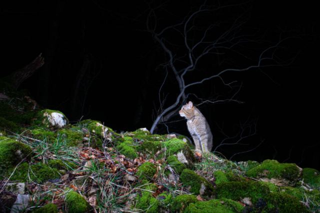 Phenotypic European Wildcat (Phänotypische Europäische Wildkatze), camera trap, Jura, Switzerland