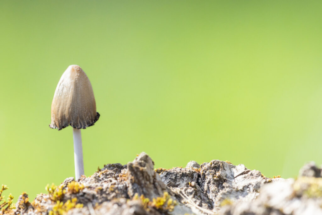 Mushroom, Aargau, Switzerland