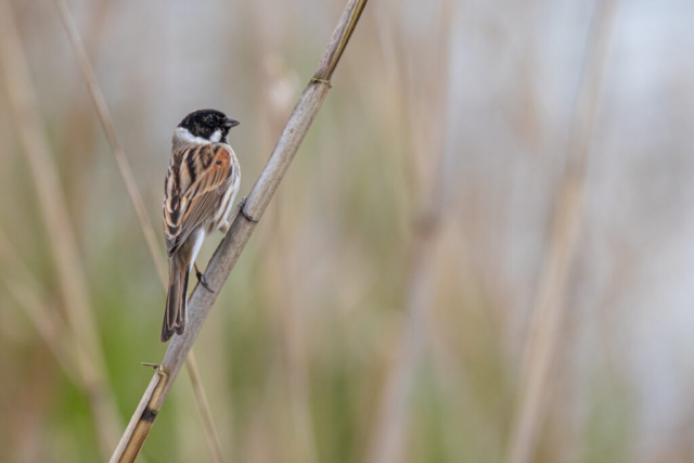 Common reed bunting (Rohrammer) male, Aargau, Switzerland