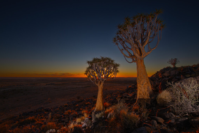 Quivertrees with sunset, Northern Cape, South Africa