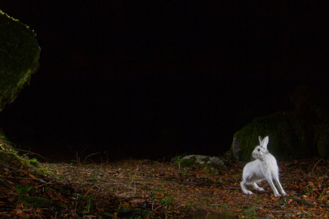 Mountain hare (Schneehase), camera trap, Glarnerland, Switzerland