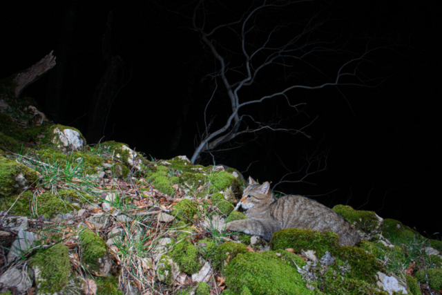 Phenotypic European Wildcat (Phänotypische Europäische Wildkatze), camera trap, Jura, Switzerland