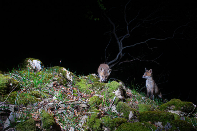 Juvenile Red fox (Rotfuchs), camera trap, Jura, Switzerland